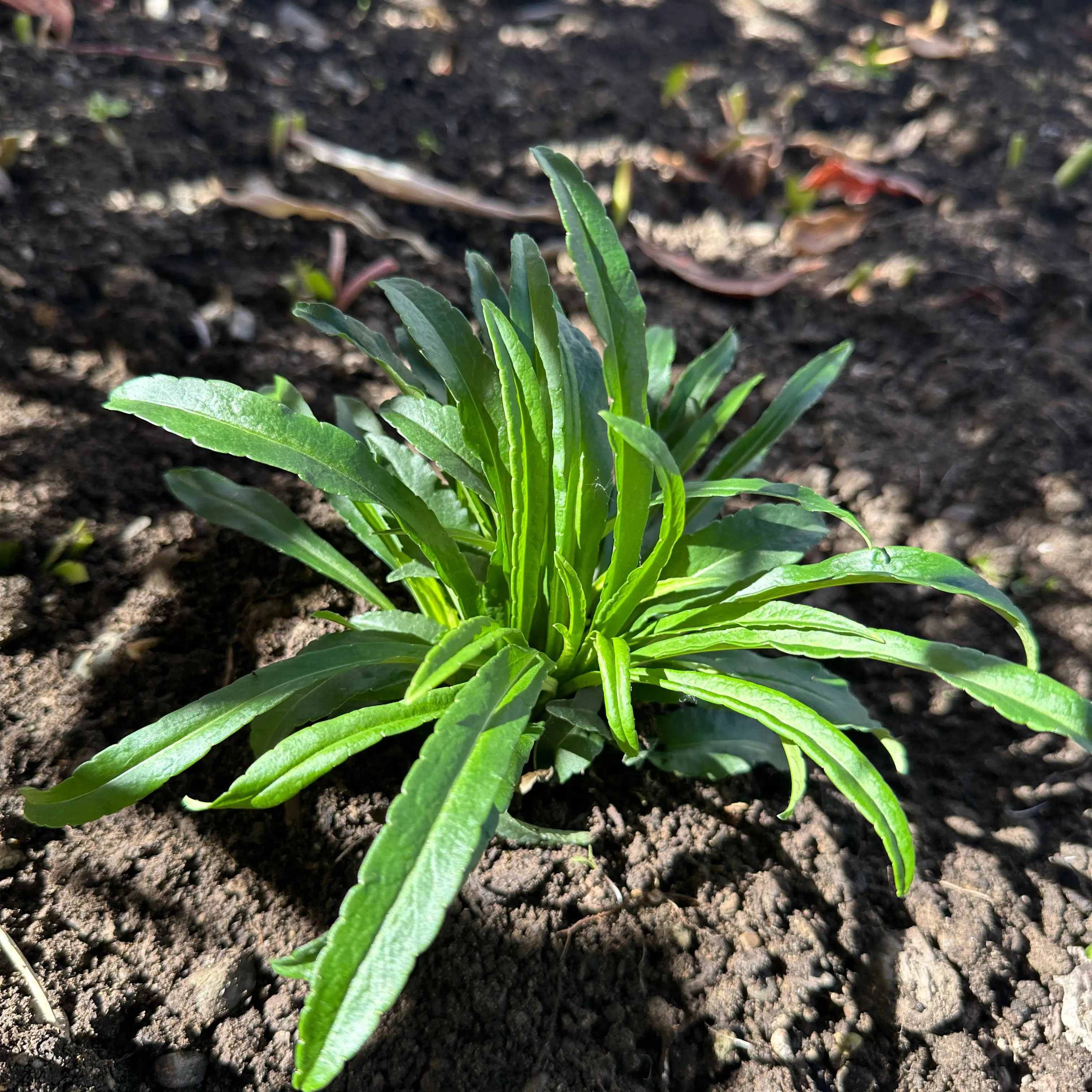 Photo of the plant species Peach-Leaved Bellflower by @nila named Peach on Greg, the plant care app