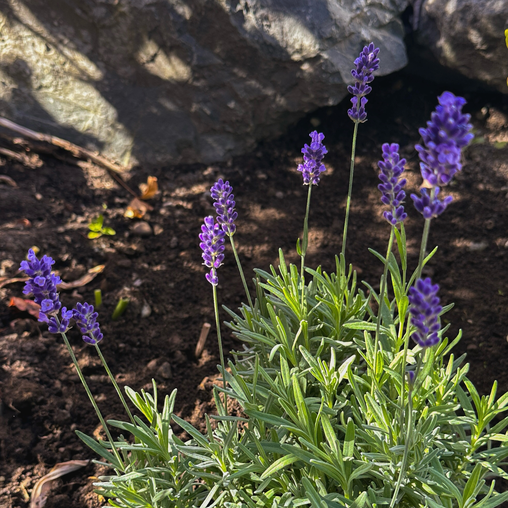Photo of the plant species Hidcote Blue Lavender by @nila named Hydra on Greg, the plant care app