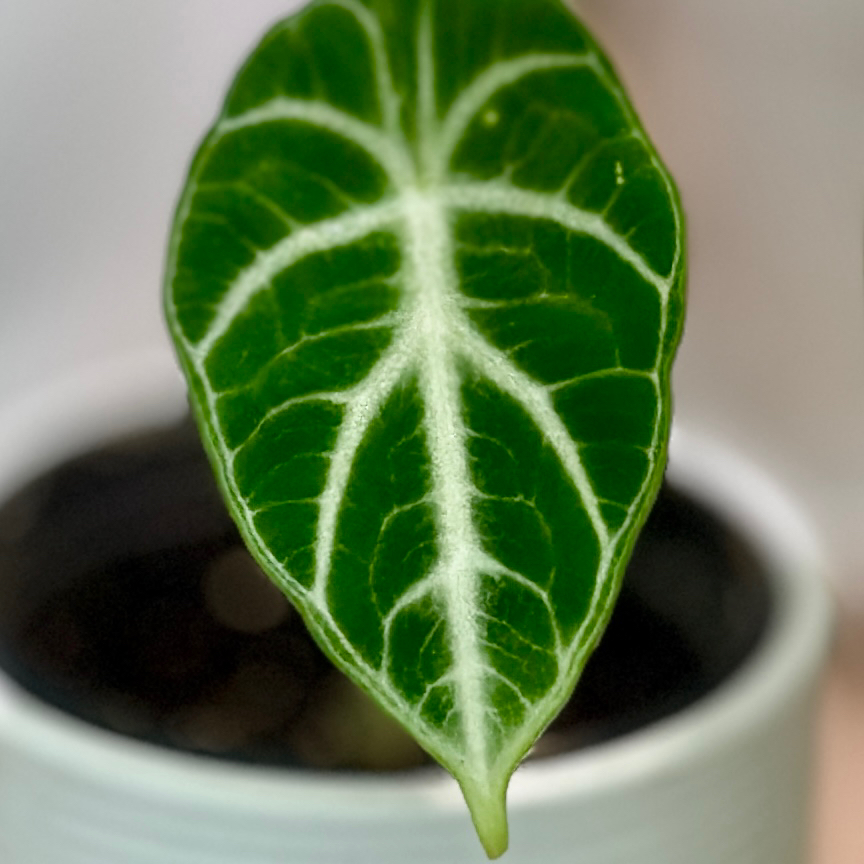 Photo of the plant species alocasia ninja by @nila named Donatello on Greg, the plant care app