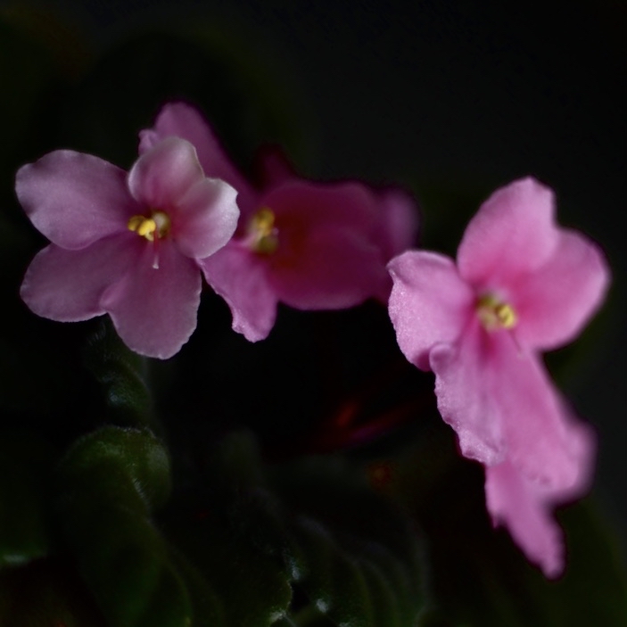 Kenyan Violet plant photo by @nila named Abacus on Greg, the plant care app.