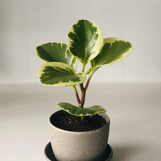 Baby Rubber Plant plant in Vancouver, British Columbia