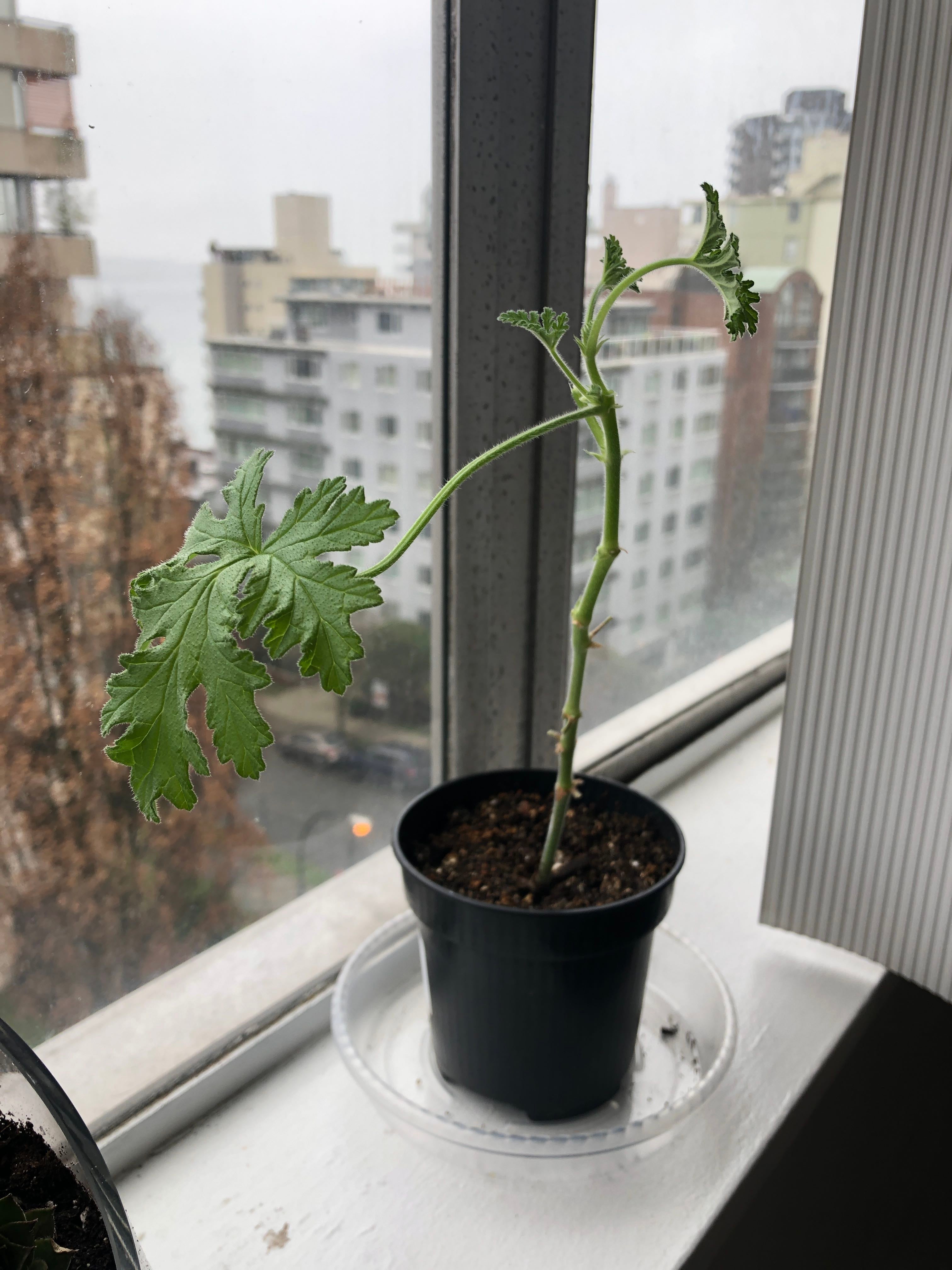 🌸 Attracting Pollinators to Your Sweet Scented Geranium