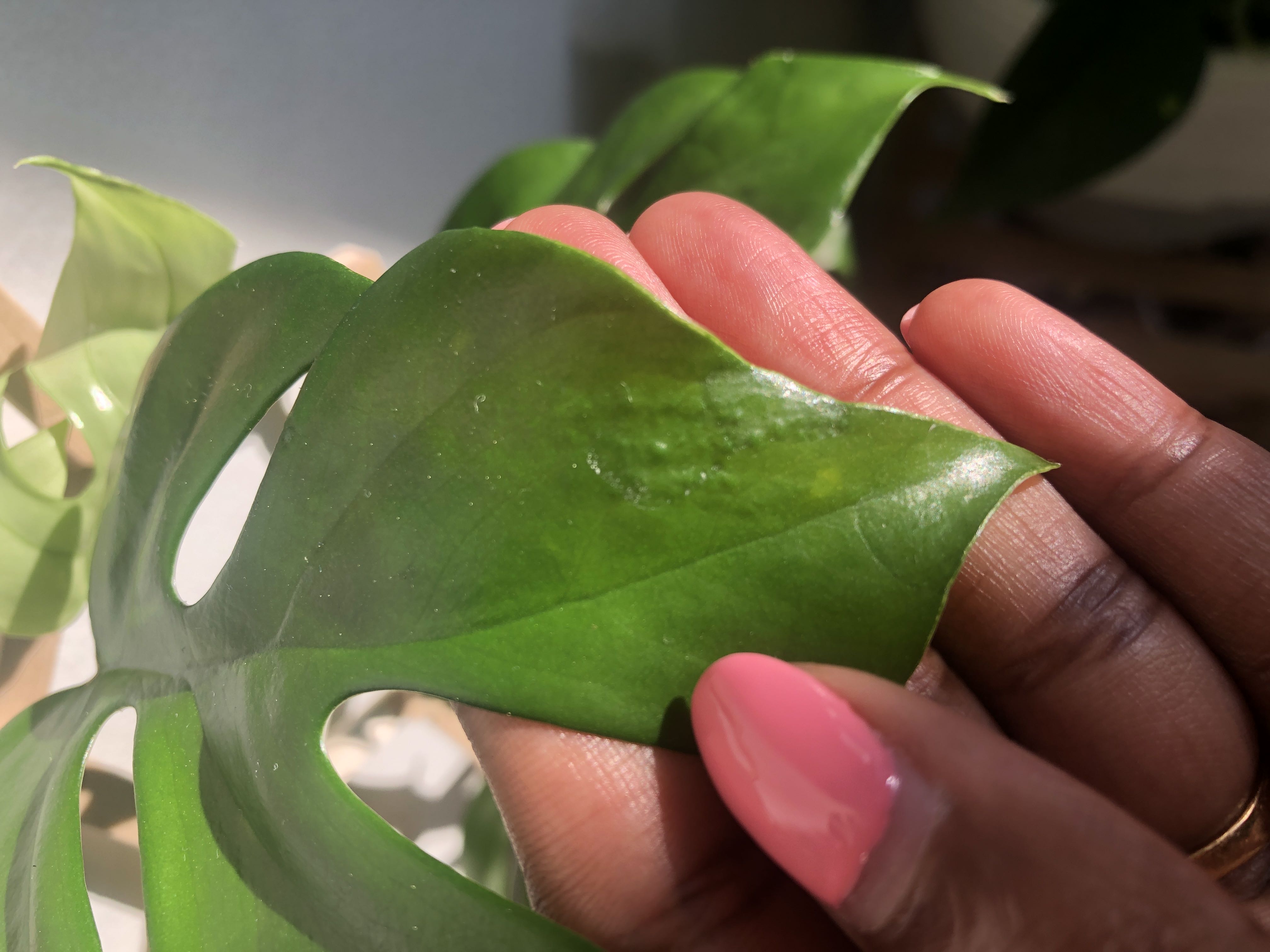 Does anyone know what these textures/bumpy sections are o...