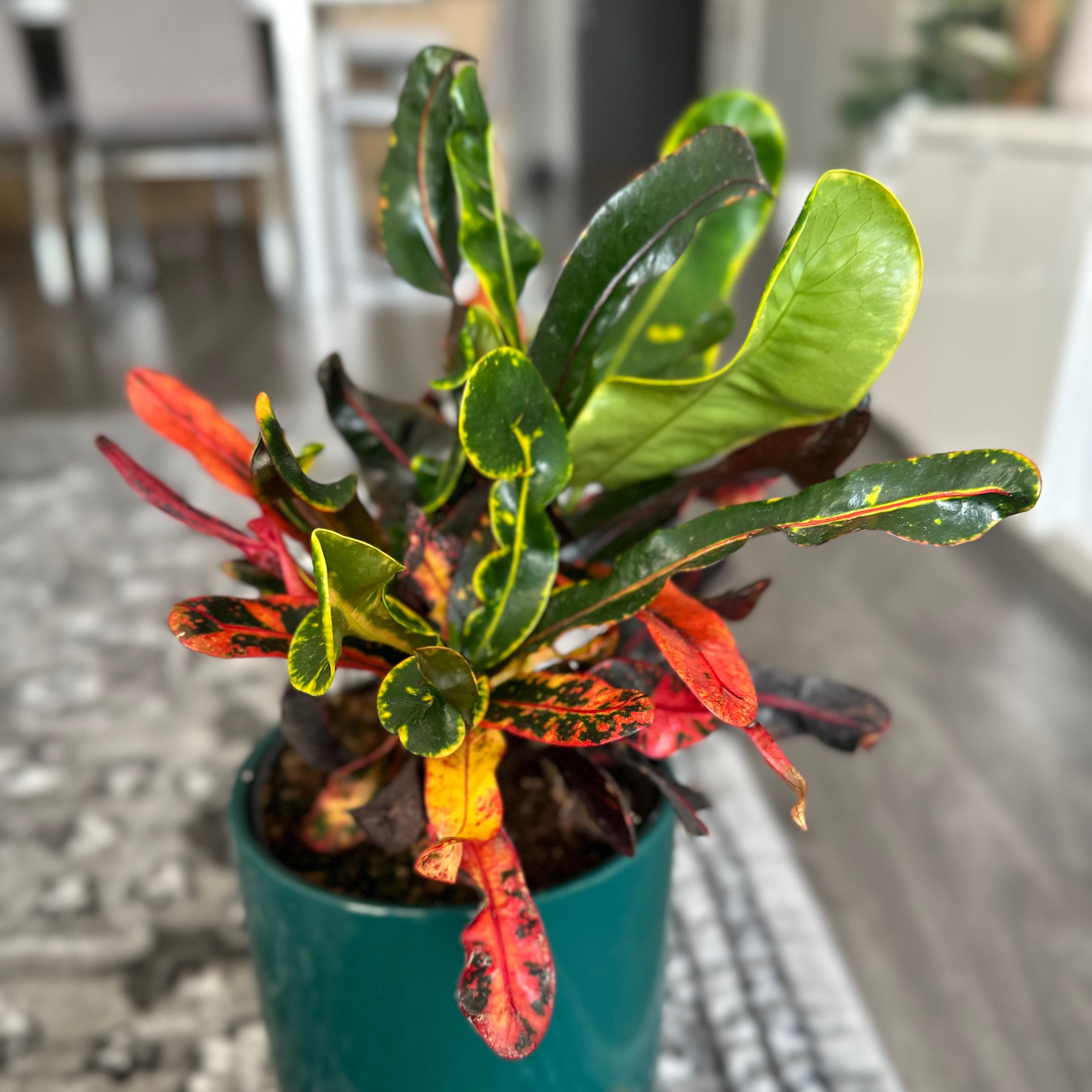 Why Are There Brown Spots on My Croton Curly Boy Leaves?