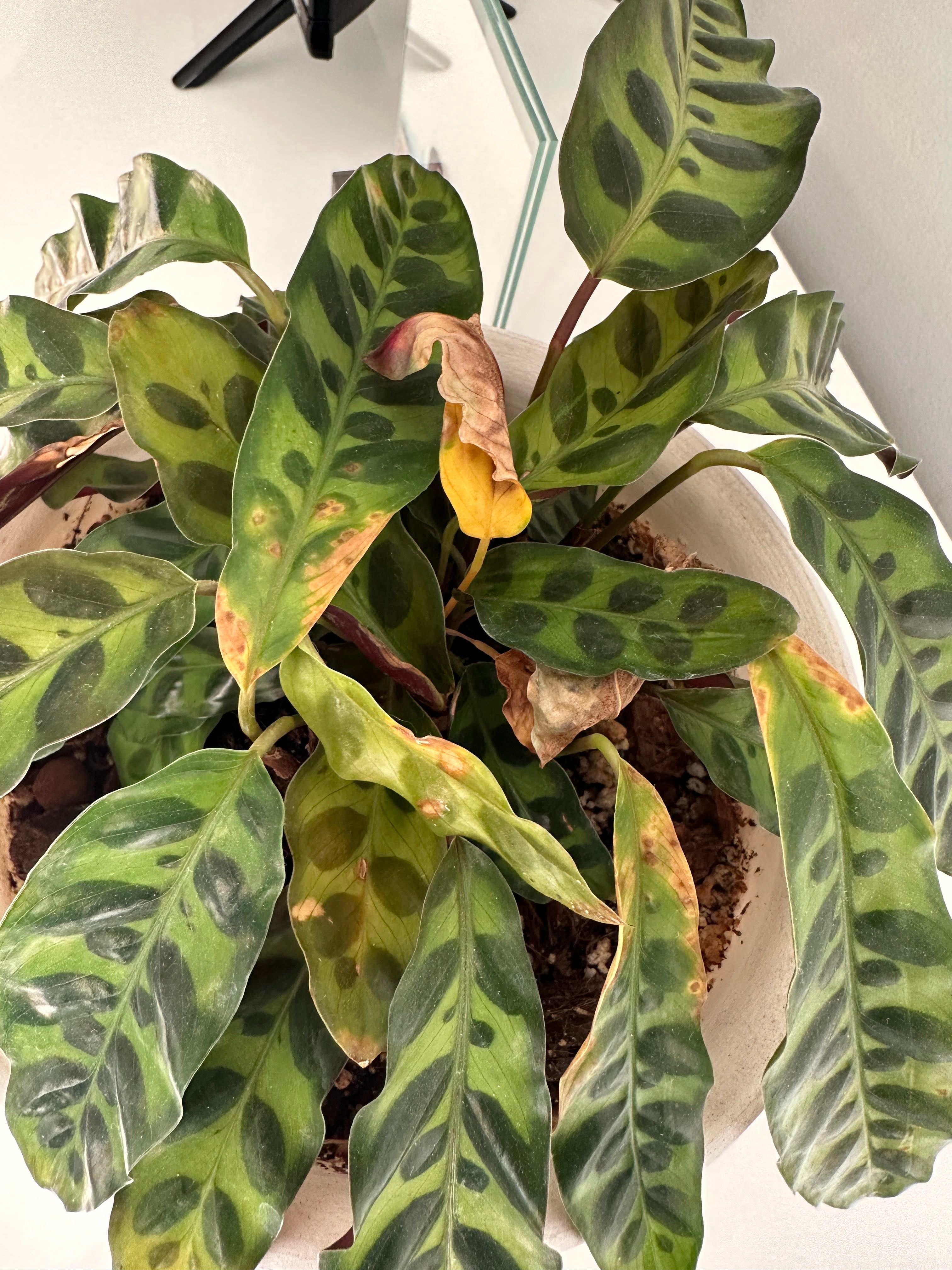 Why are the leaves of my rattlesnake plant turning yellow...