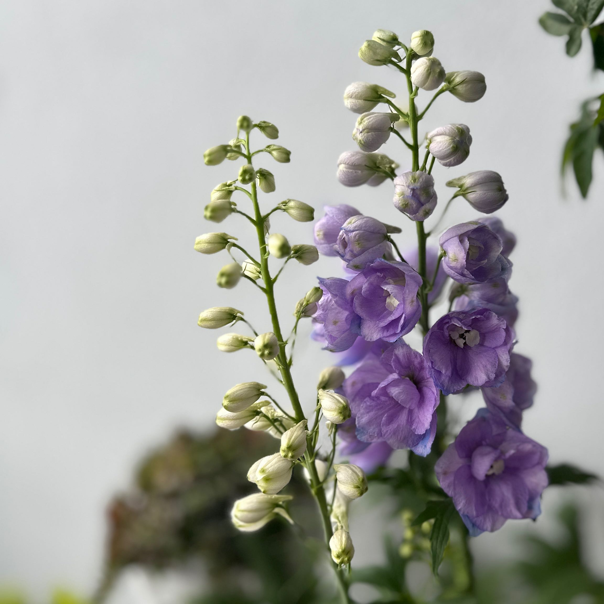Candle Larkspur plant with purple flowers and unopened buds, well-focused and healthy.