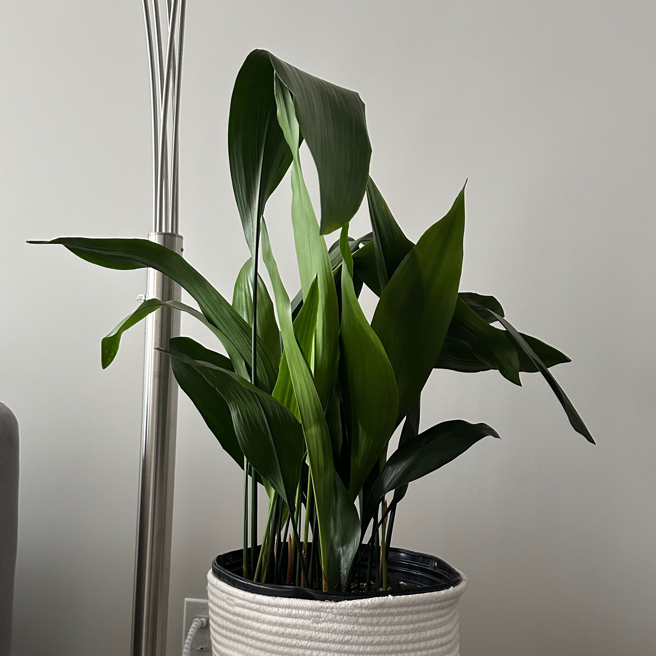 Cast Iron Plant uploaded to the Greg plant app by @nila