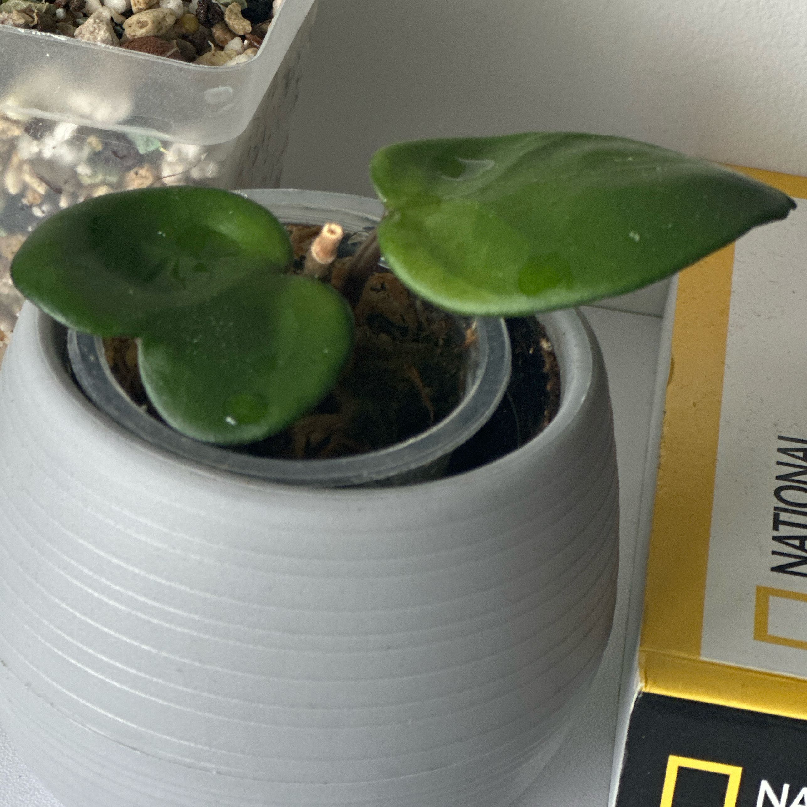 Chelsea Hoya plant with two heart-shaped green leaves in a pot.