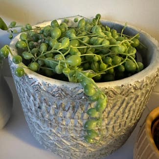 String of Pearls plant in Coquitlam, British Columbia