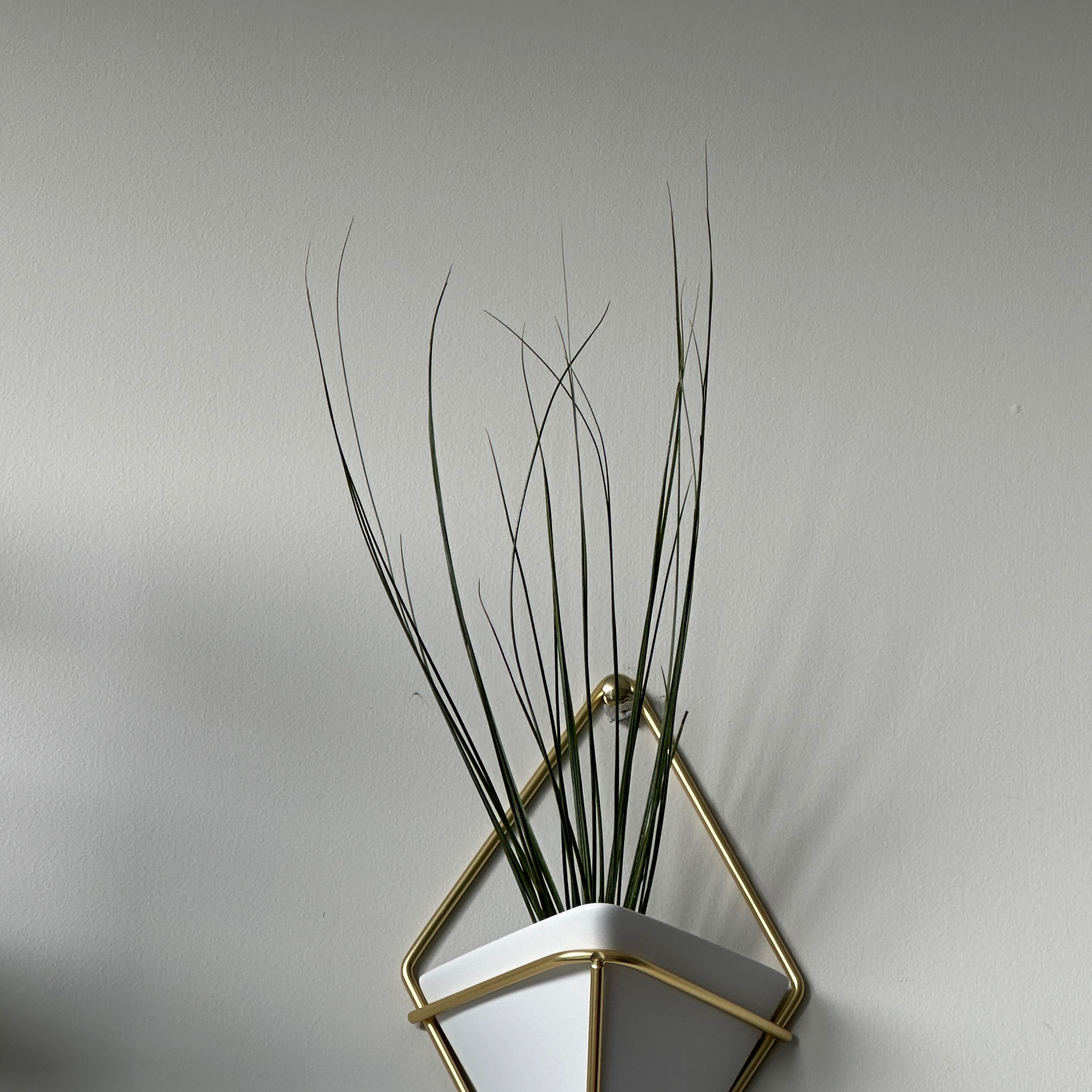 Tillandsia Juncea plant in a white and gold wall-mounted planter against a plain wall.