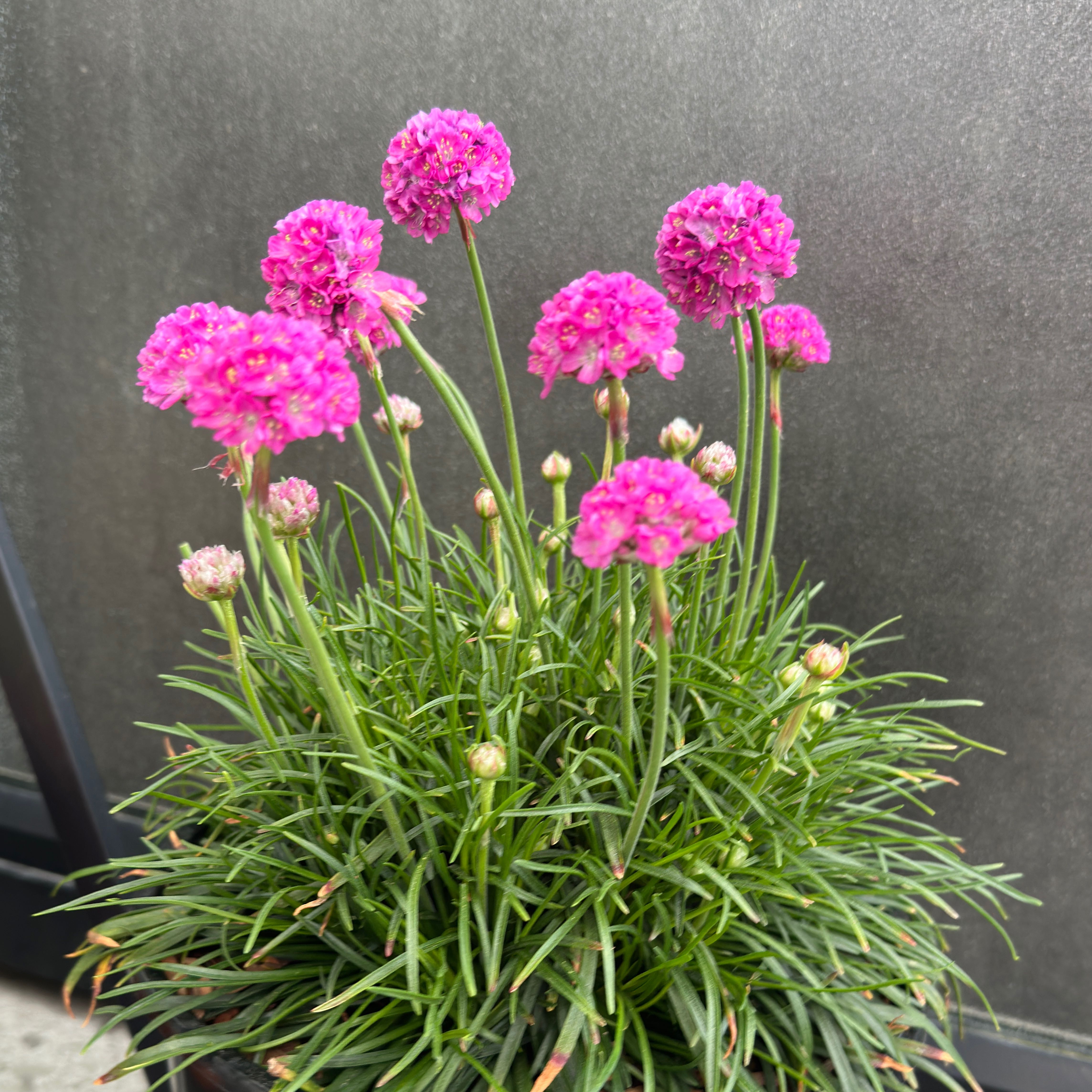 Photo of the plant species Armeria Maritima by @nila named Morgan Treeman on Greg, the plant care app