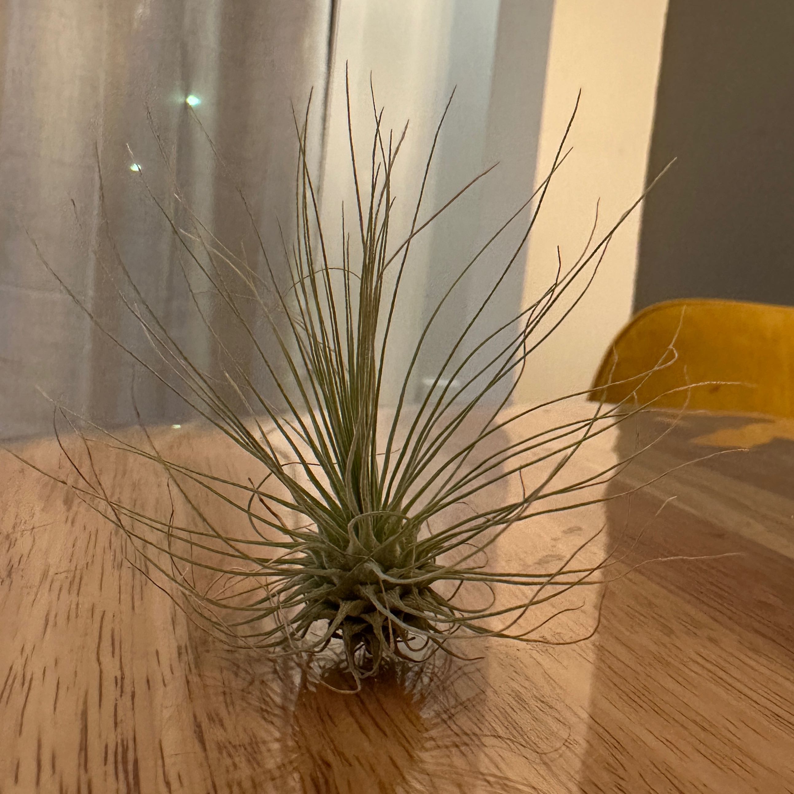 Photo of the plant species Tillandsia Fuchsii v. Gracilis by @nila named Fuchsii on Greg, the plant care app