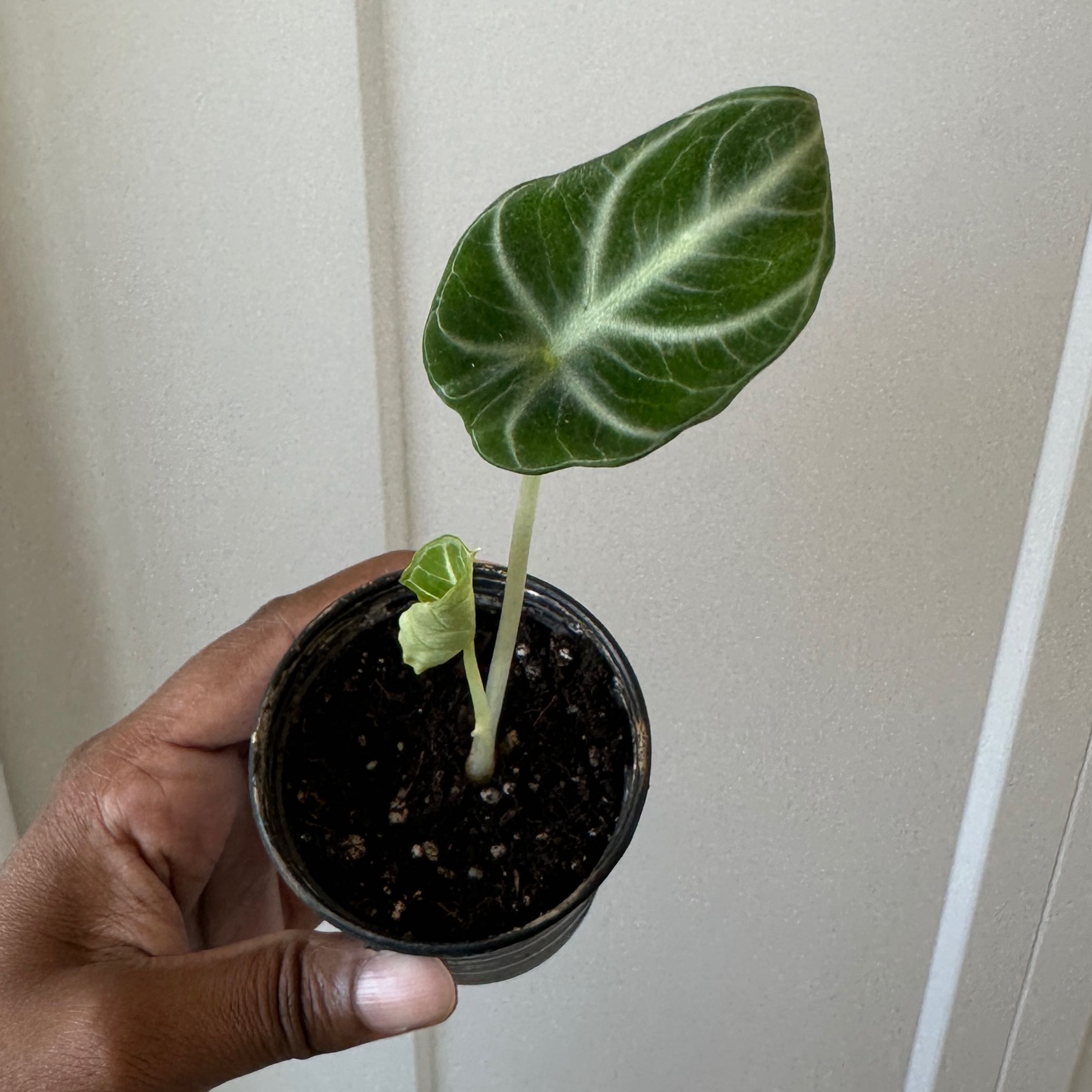 Photo of the plant species alocasia ninja by @nila named Donatello on Greg, the plant care app