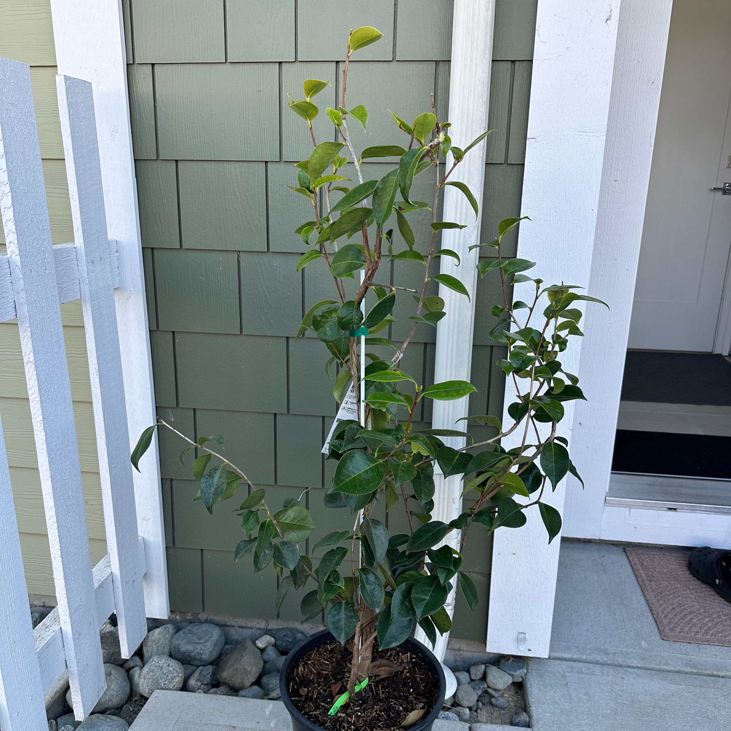 Photo of the plant species Camellia by @nila named Camellia on Greg, the plant care app