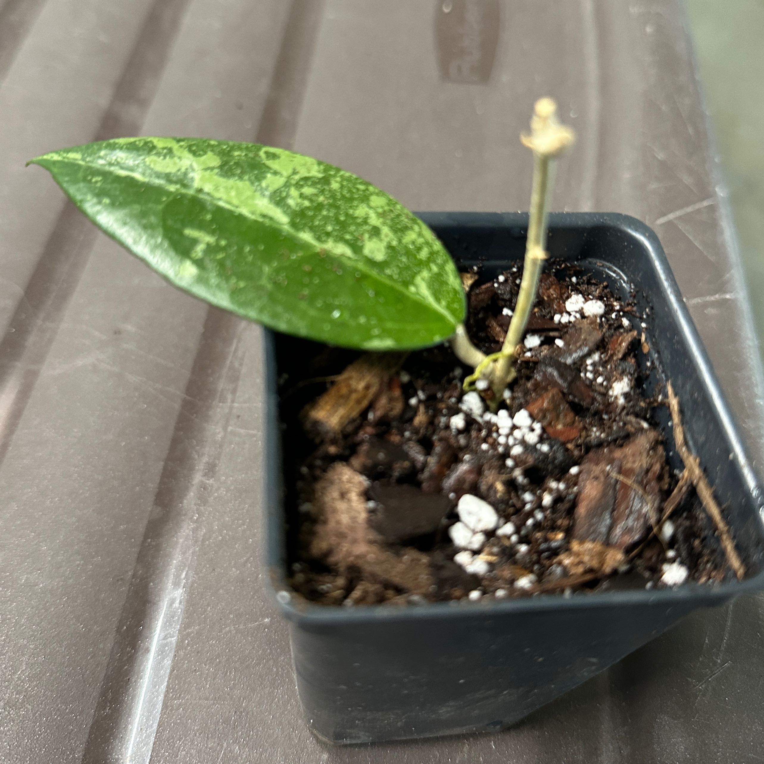Photo of the plant species Hoya verticillata by @nila named Zeus on Greg, the plant care app
