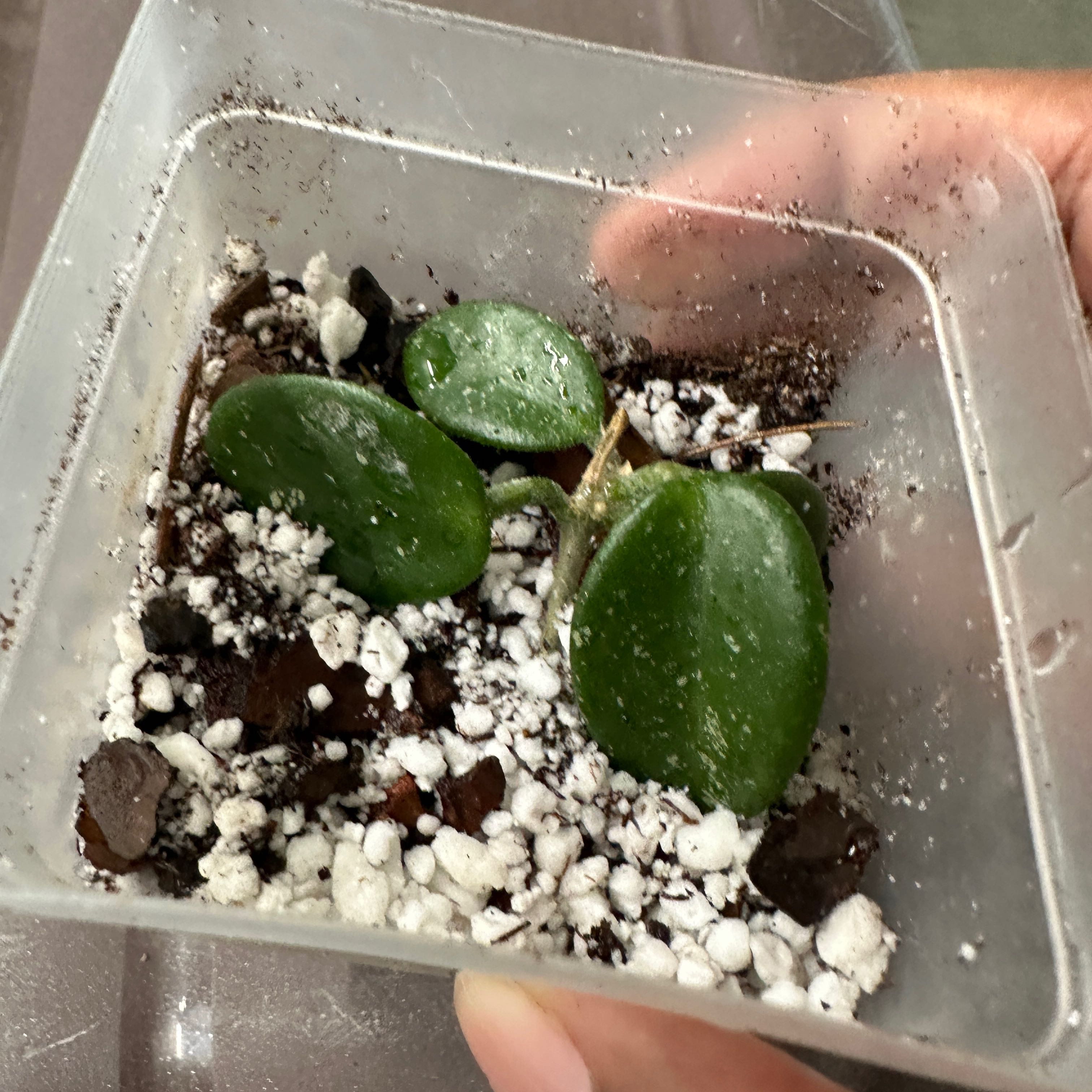 Photo of the plant species Waxplant by @nila named Matilda on Greg, the plant care app