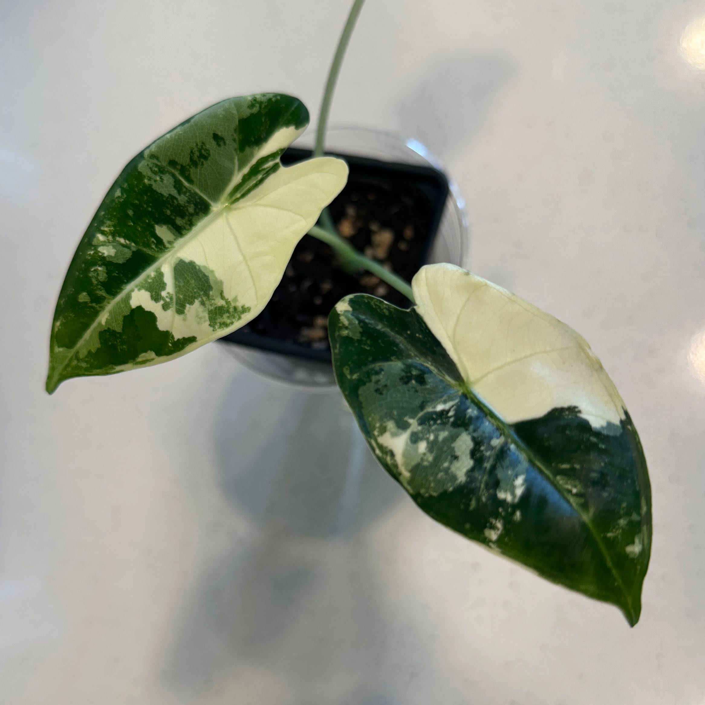 Photo of the plant species Variegated Alocasia frydek by @nila named Fred on Greg, the plant care app