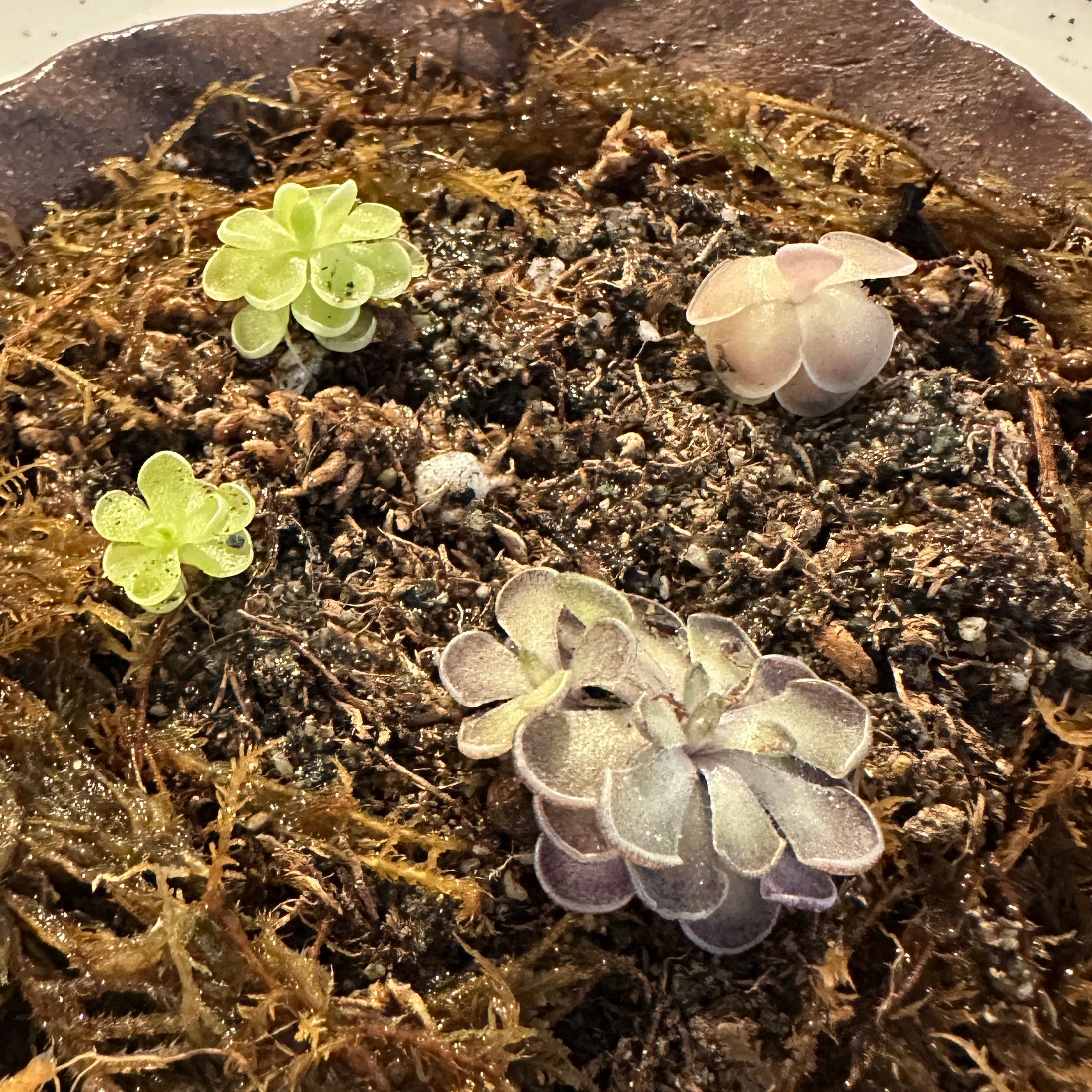 Photo of the plant species Mexican Butterwort by @nila named Pingu Gang on Greg, the plant care app