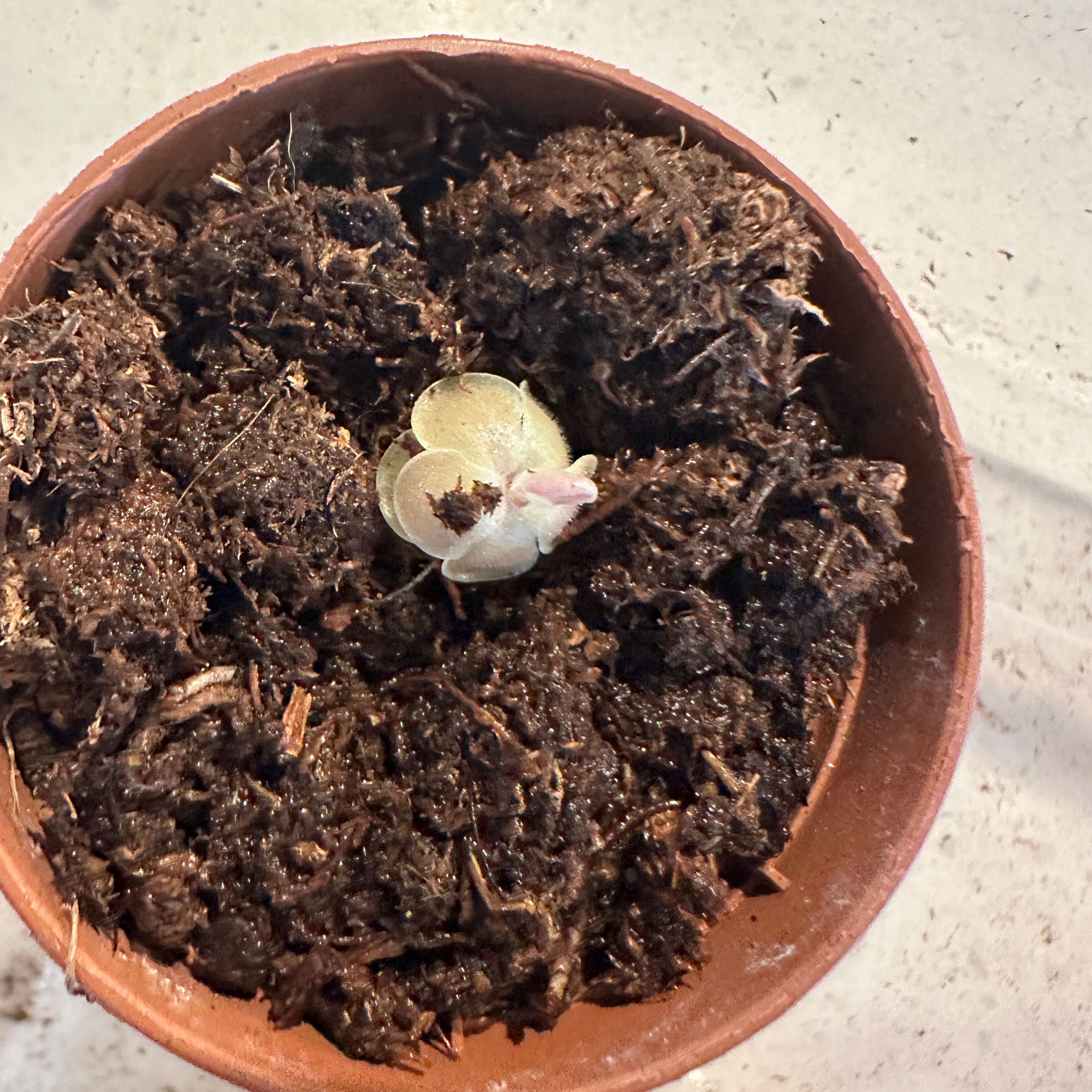 Photo of the plant species Mexican Butterwort by @nila named Essie 1 on Greg, the plant care app