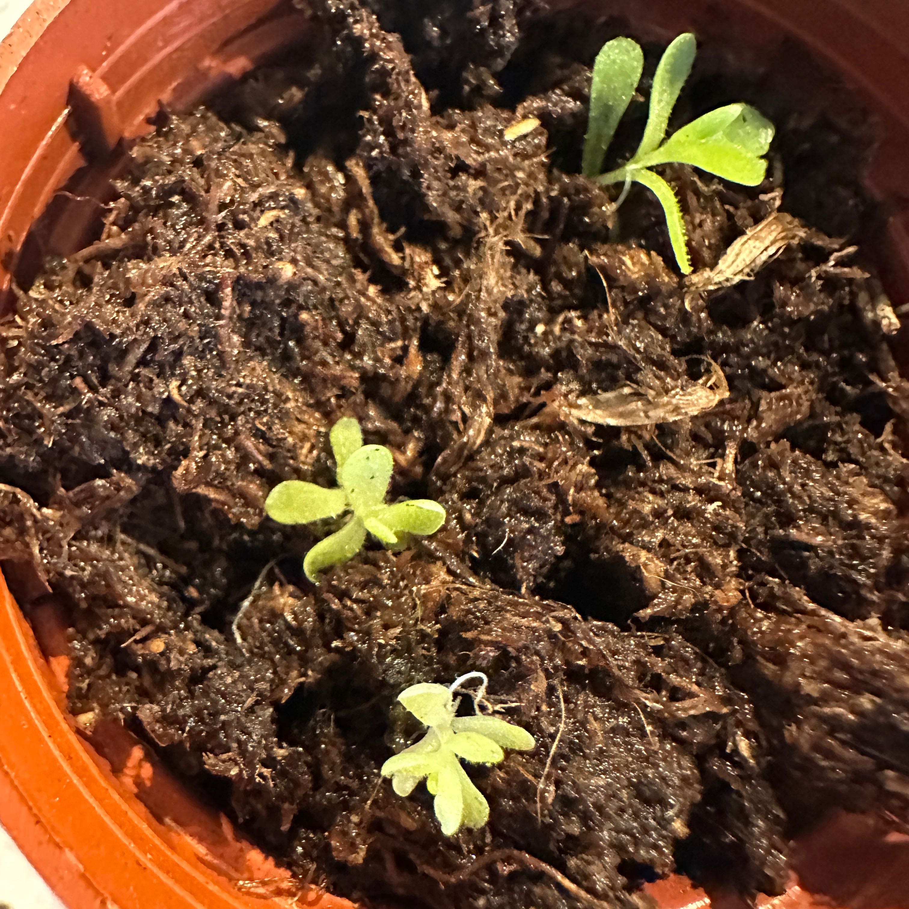 Photo of the plant species Mexican Butterwort by @nila named Essie trio on Greg, the plant care app