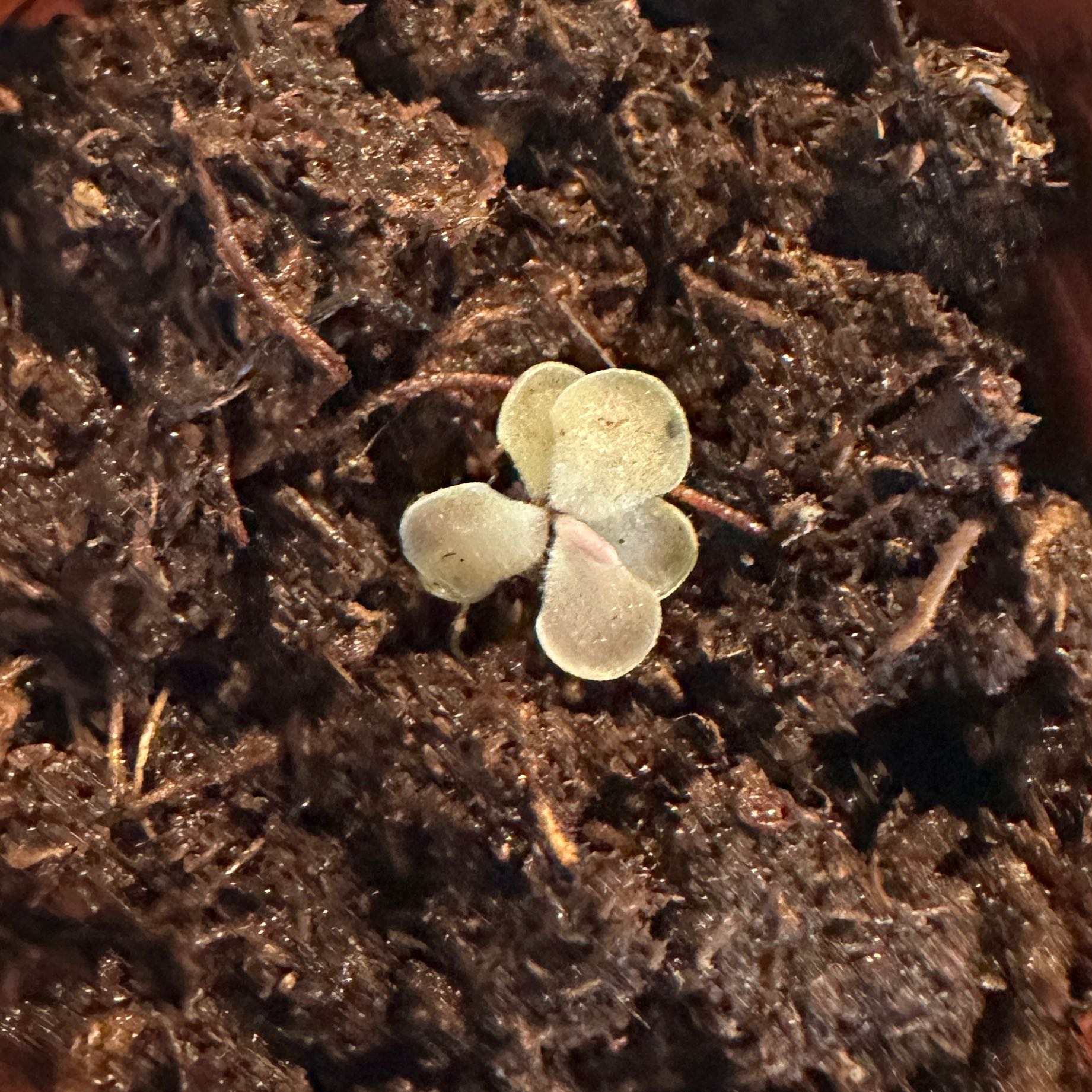 Photo of the plant species Mexican Butterwort by @nila named Essie 2 on Greg, the plant care app