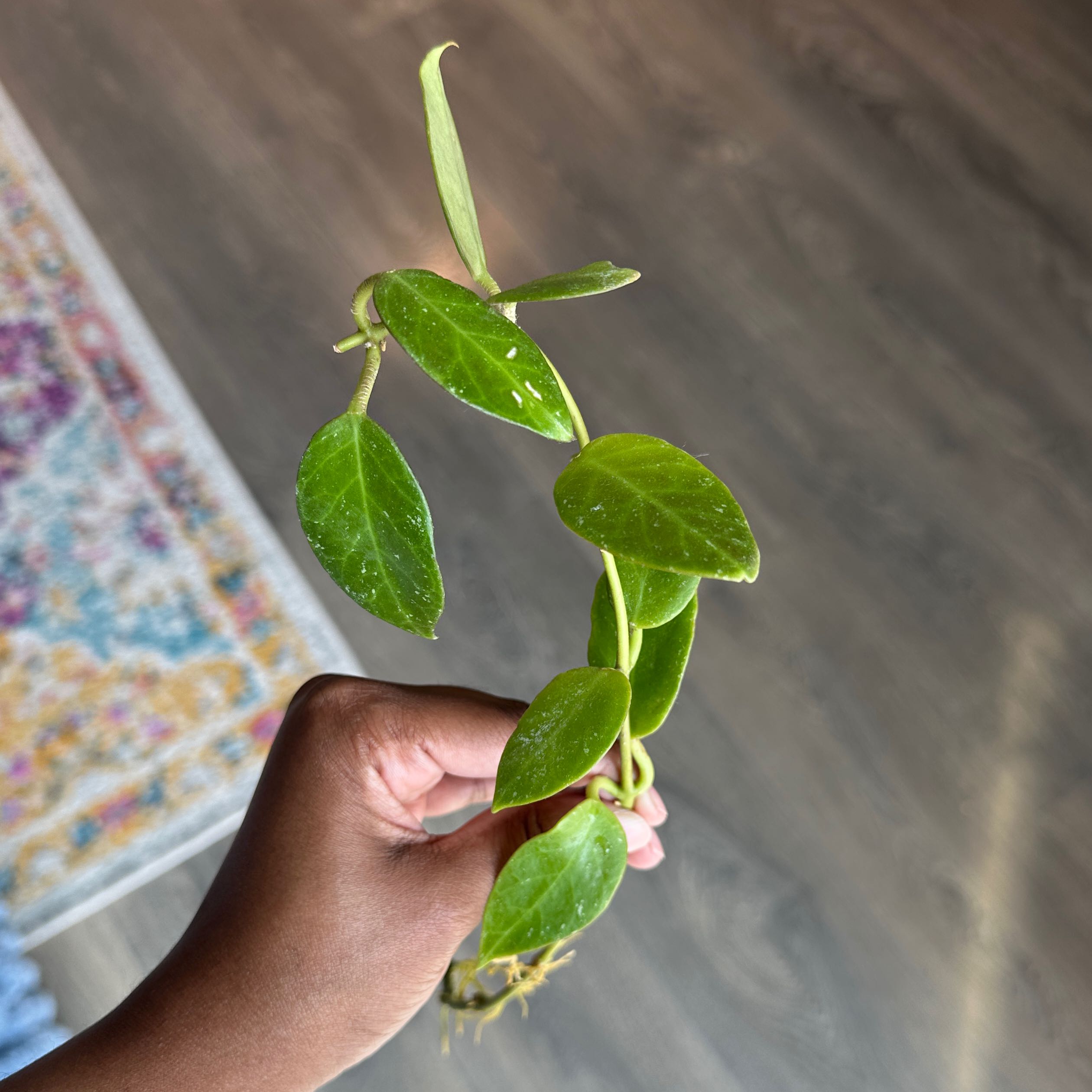 Photo of the plant species Hoya 'Sunrise' by @nila named Sun on Greg, the plant care app