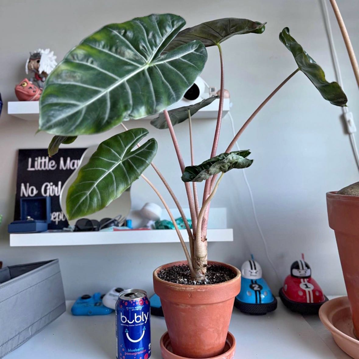 Photo of the plant species Alocasia Pink Dragon by @nila named Alo on Greg, the plant care app
