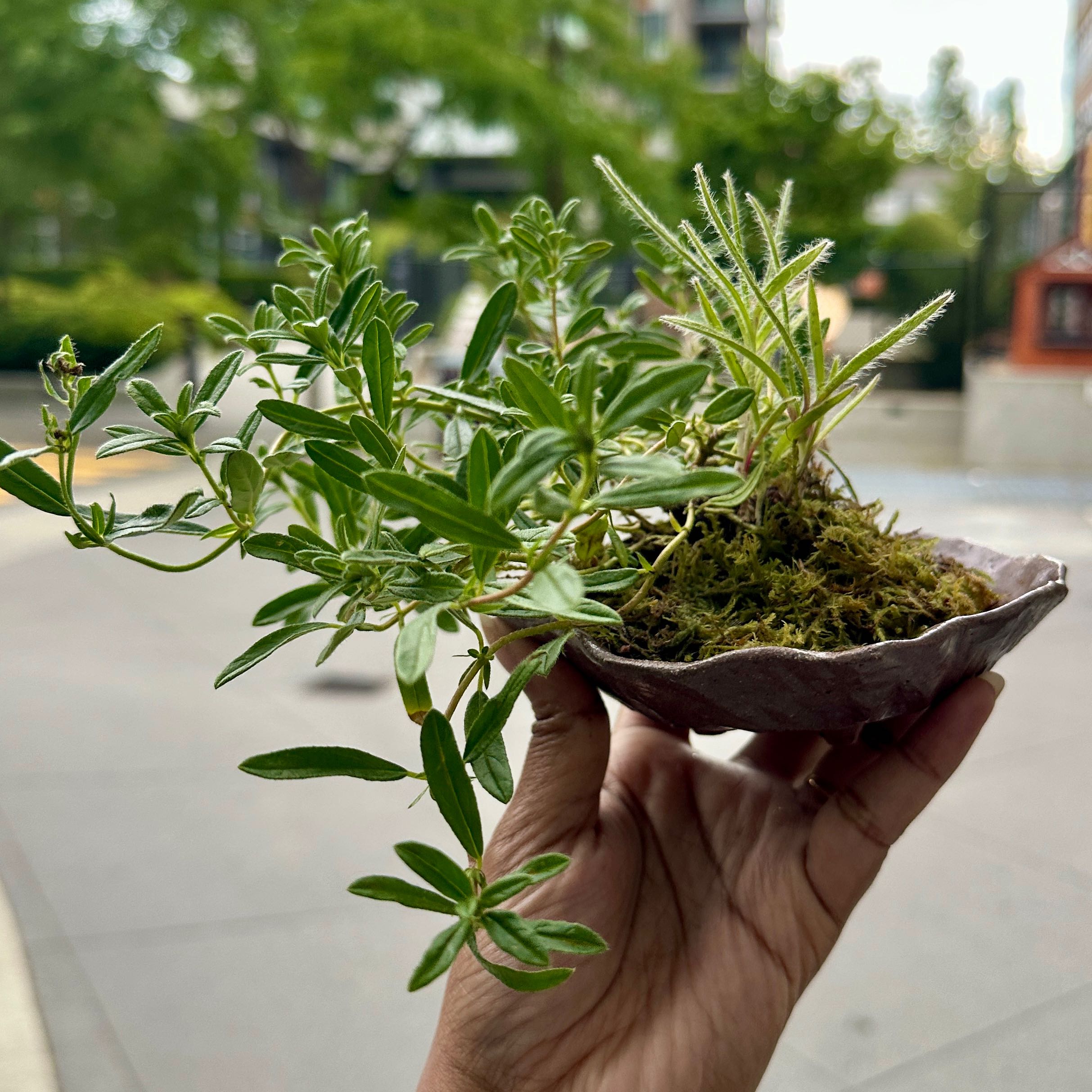 Photo of the plant species Sun Rose by @nila named Surya on Greg, the plant care app