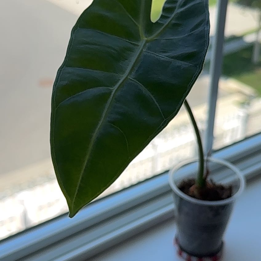 Photo of the plant species Alocasia longiloba by @nila named Aristotle on Greg, the plant care app