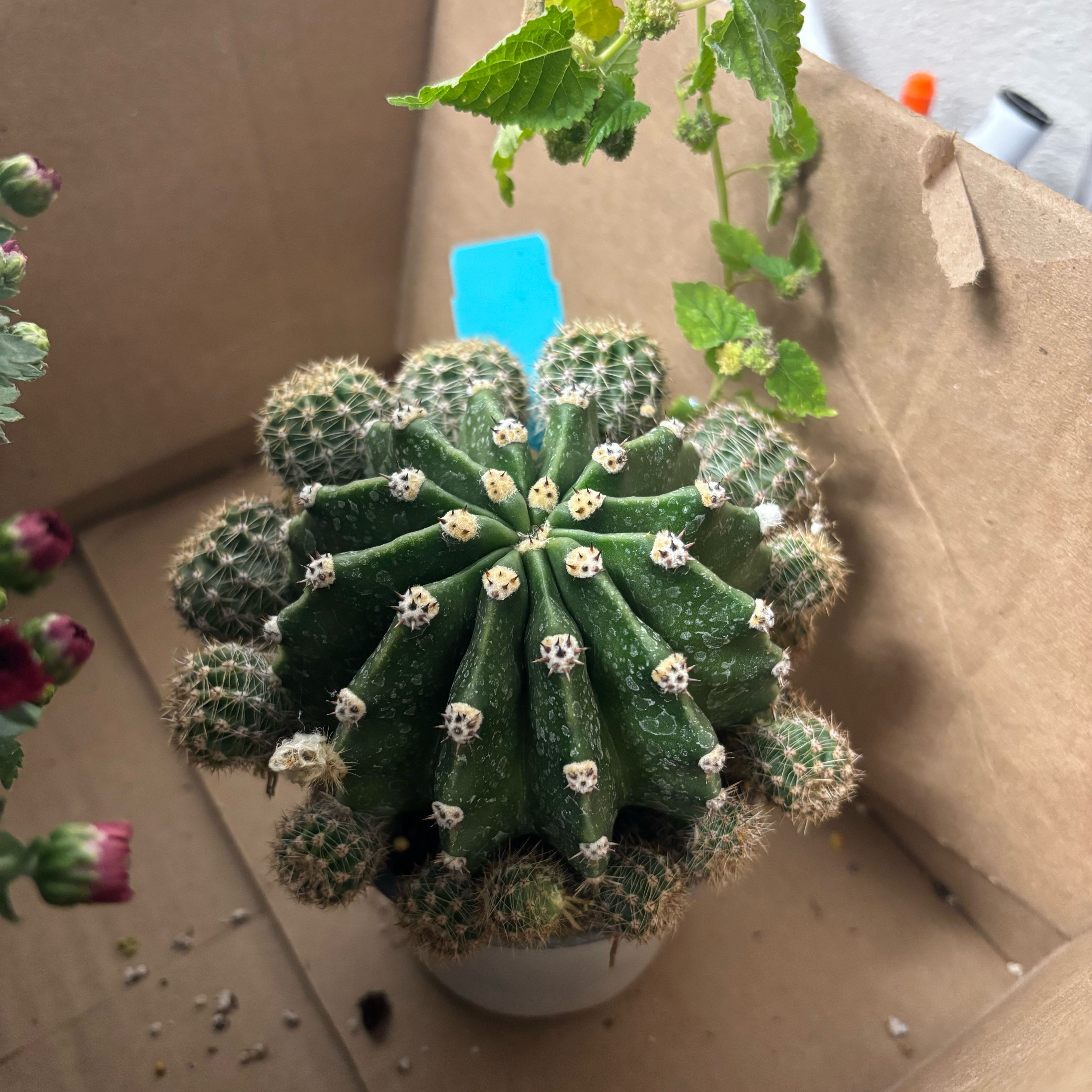 Photo of the plant species hedgehog cacti by @FunWhiterose94 named Mochi on Greg, the plant care app
