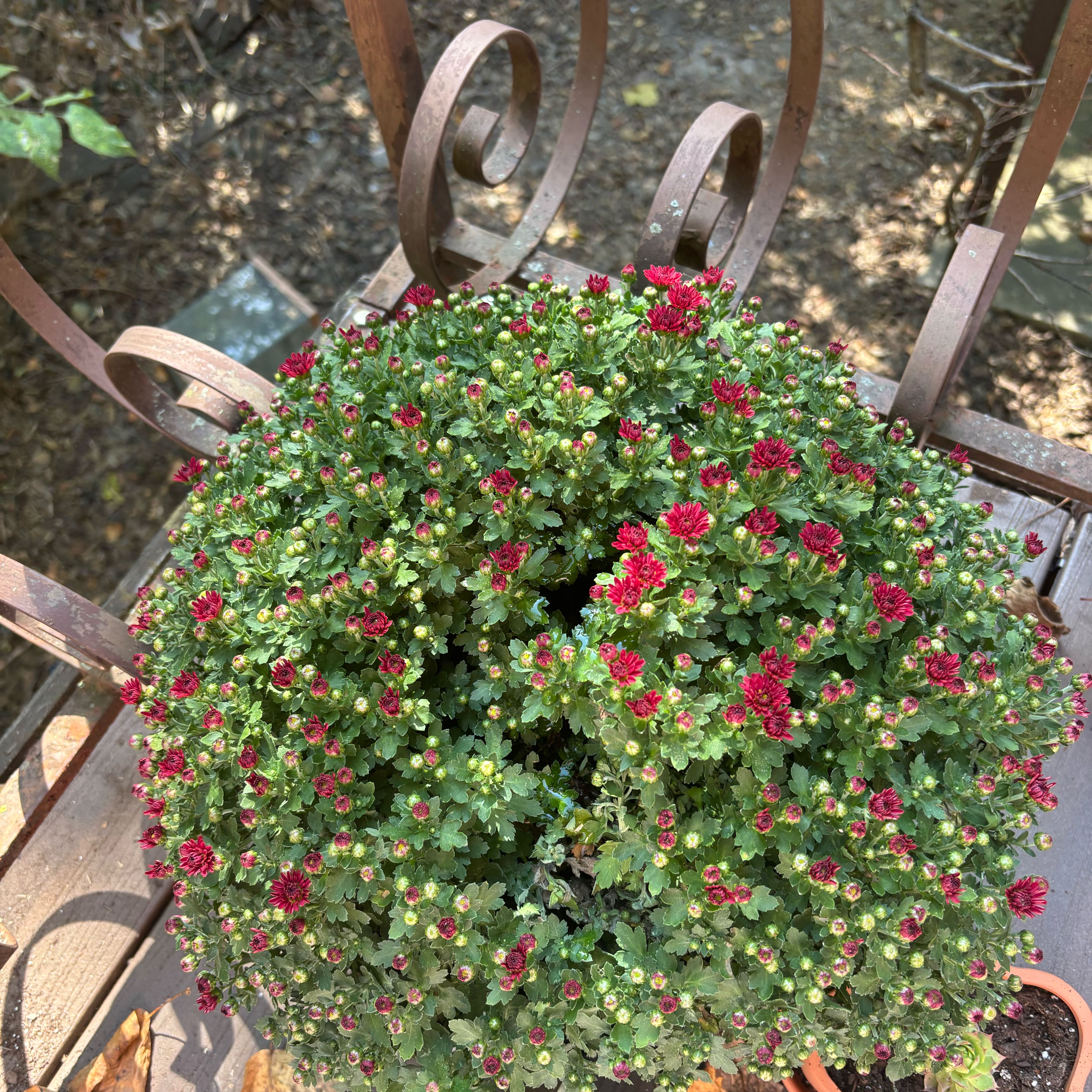 Photo of the plant species Mums by @FunWhiterose94 named Avery on Greg, the plant care app