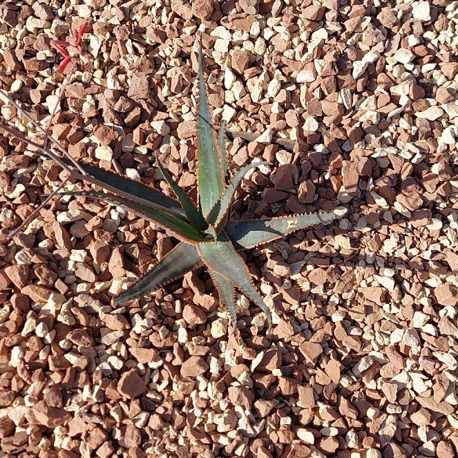Photo of the plant species Quadricolor Century Plant by @FabSmearwort55 named Oscar on Greg, the plant care app