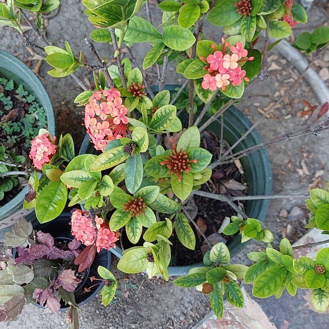 Photo of the plant species Flame of the Woods by @FabSmearwort55 named Bruce Lee on Greg, the plant care app