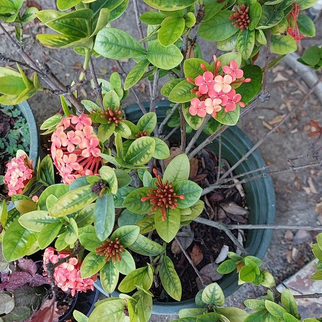 Photo of the plant species Flame of the Woods by @FabSmearwort55 named Gaga on Greg, the plant care app