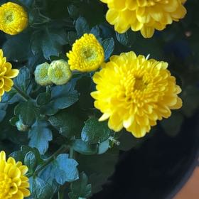 Photo of the plant species Mums by @CasualPetunia34 named Sunny on Greg, the plant care app