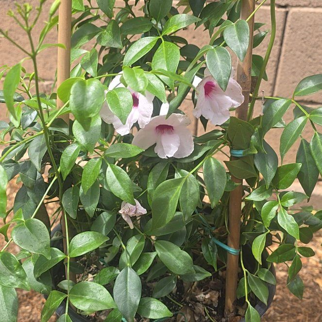 Photo of the plant species Bowerplant by @NewPecan54 named Darwin on Greg, the plant care app