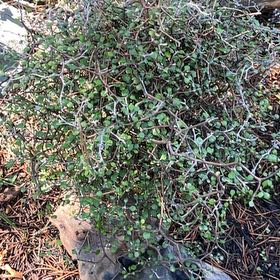 Photo of the plant species Wire Nettingbush by @WhizGonolobus10 named Stella on Greg, the plant care app