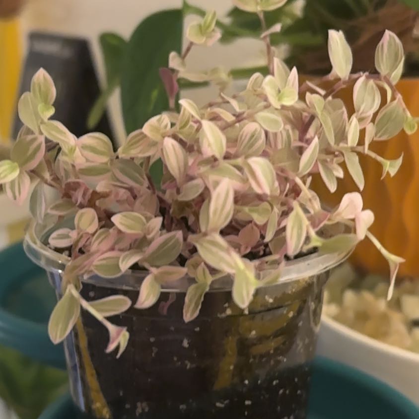 Photo of the plant species Pink Panther Tradescantia by @SunkissedGray46 named Dax on Greg, the plant care app