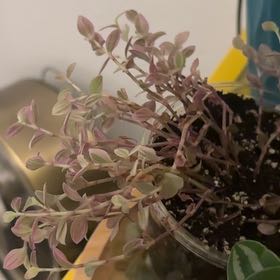 Photo of the plant species Pink Panther Tradescantia by @SunkissedGray46 named Girlfrond on Greg, the plant care app