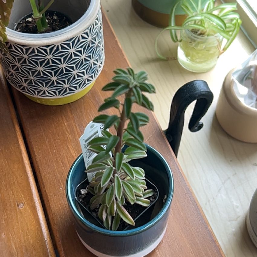 Photo of the plant species Peperomia asperula by @GenialNoognug94 named Beckham on Greg, the plant care app
