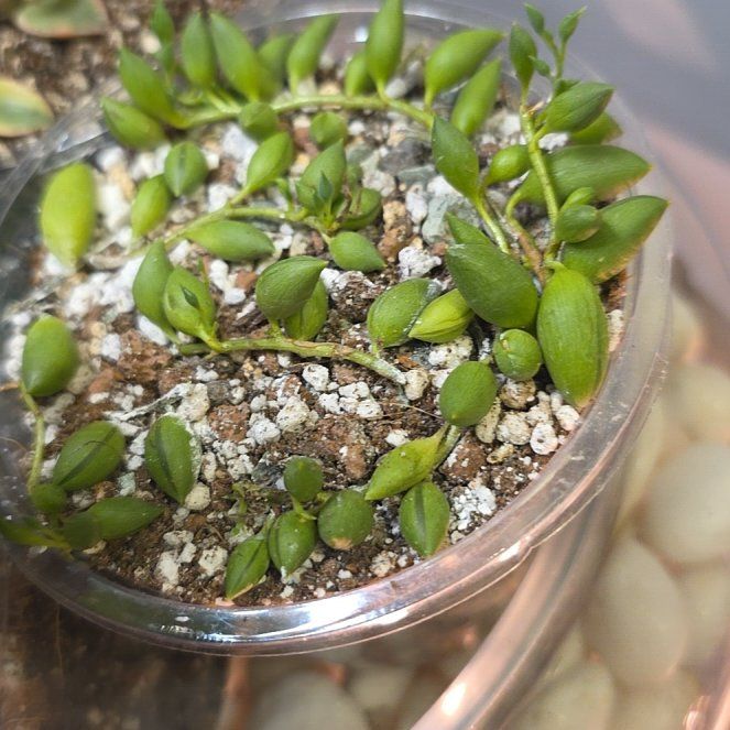 Photo of the plant species String of Teardrops by @BenignantFlax named Oscar on Greg, the plant care app