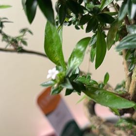 Photo of the plant species Japanese Snow Rose by @DaringToropapa named Shakira on Greg, the plant care app