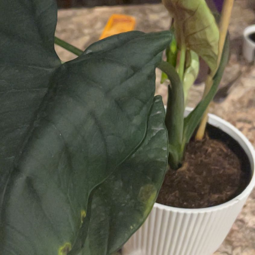 Photo of the plant species Alocasia Elaine by @Lambira named Elai on Greg, the plant care app