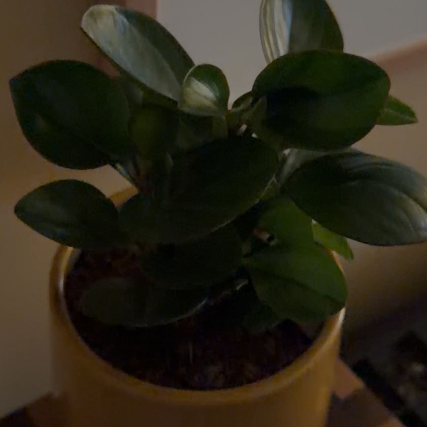 Photo of the plant species Peperomia Thailand by @Lambira named Pippa on Greg, the plant care app