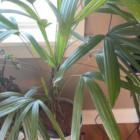 Photo of the plant species Lady Palm by @Lambira named Gaga on Greg, the plant care app