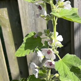 Photo of the plant species Malva Arborea by @GenuineTipa54 named Mando on Greg, the plant care app