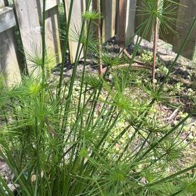Photo of the plant species European Larch by @GenuineTipa54 named Harper on Greg, the plant care app