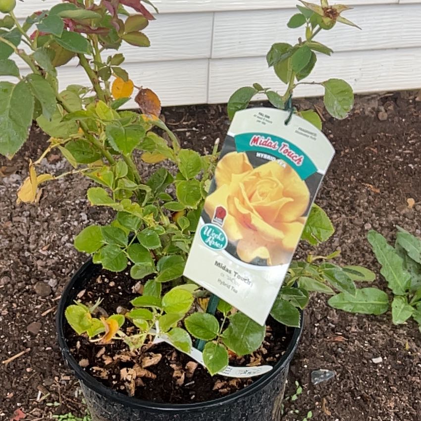 Photo of the plant species Hybrid Tea Rose by @GutsyCorrea20 named Ulysses S Plant on Greg, the plant care app