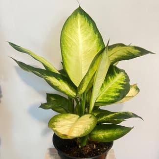 Dieffenbachia plant in Corvallis, Oregon