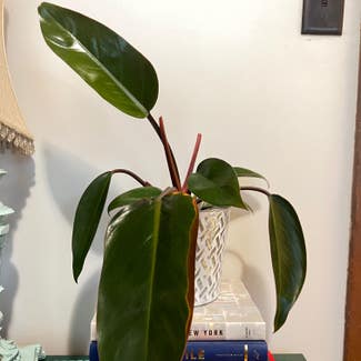 Blushing Philodendron plant in Corvallis, Oregon